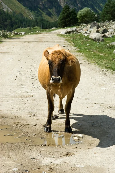 牛在山道 — 图库照片