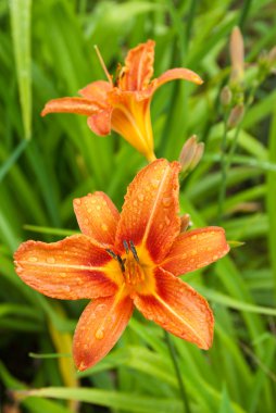 Turuncu daylily