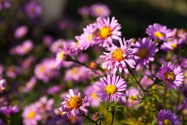 Flores de crisântemo — Fotografia de Stock