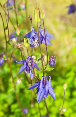 Mor aquilegia