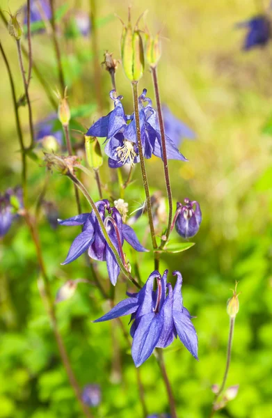 紫色 aquilegia — 图库照片