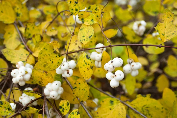 Symphoricarpos albus (일반 snowberry) — 스톡 사진