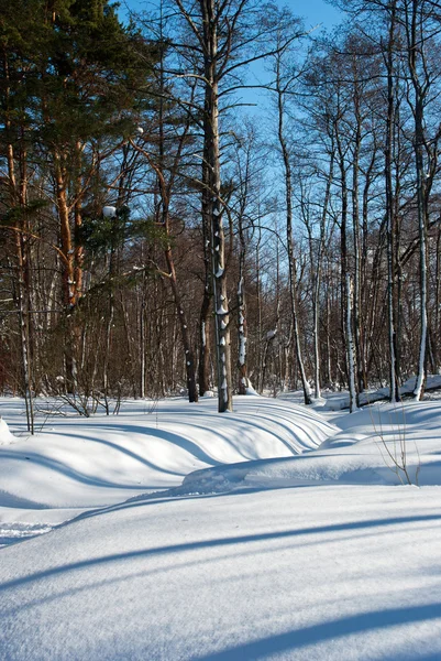 Paesaggio foresta invernale — Foto Stock