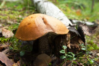 Turuncu huş Bolete (Leccinum versipelle) Mantar