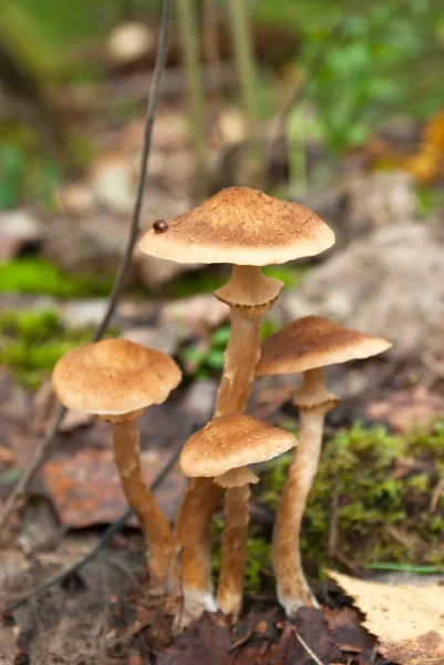 Honey fungus (Armillaria or оpenky) — Stock Photo, Image