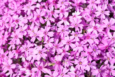 Lila phlox