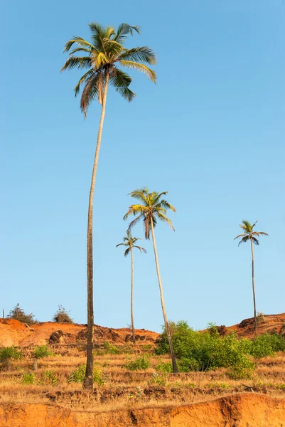 Palmiers sur la côte de la mer d'Arabie — Photo