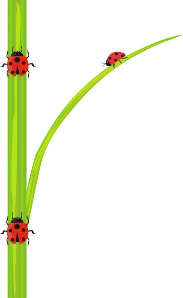 Ladybird di rumput hijau. - Stok Vektor