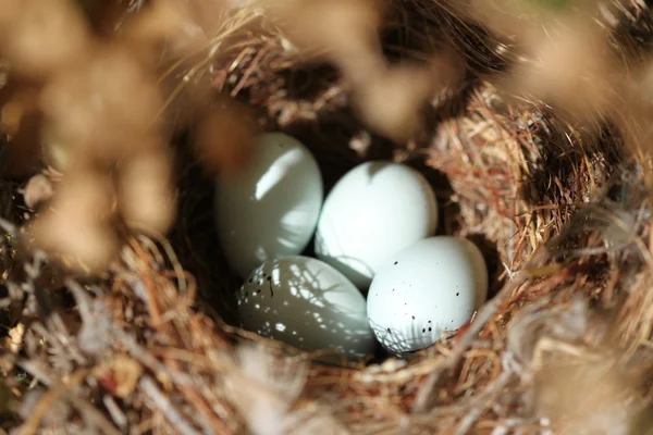 Bird Eggs Nest — Stock Photo, Image