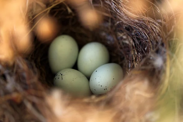 Bird Nest — Stock Photo, Image