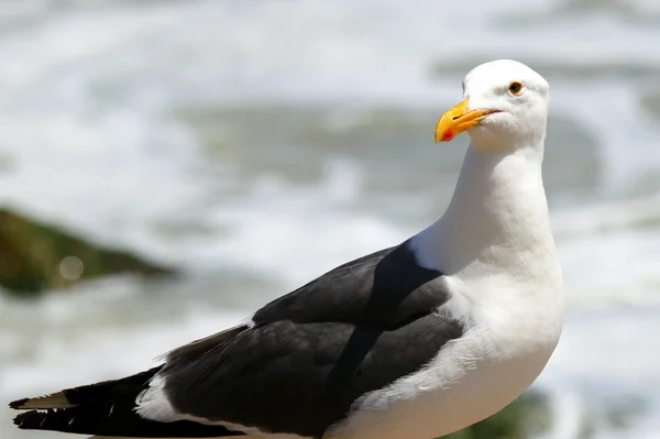 Möwe — Stockfoto