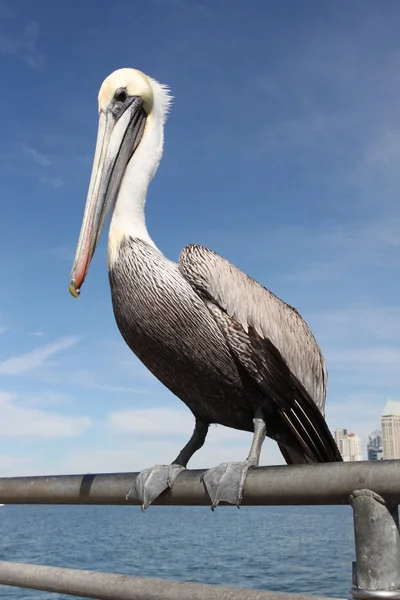 Pelican — Stock Photo, Image