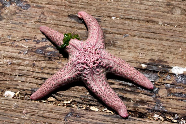 Seastar — Zdjęcie stockowe