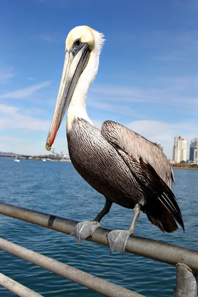 Pelican — Stock Photo, Image