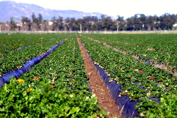 Campos de morango — Fotografia de Stock