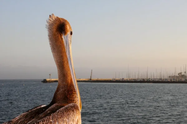 Kalifornischer Pelikan — Stockfoto