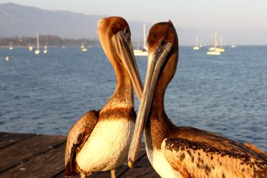 California Pelicans clipart