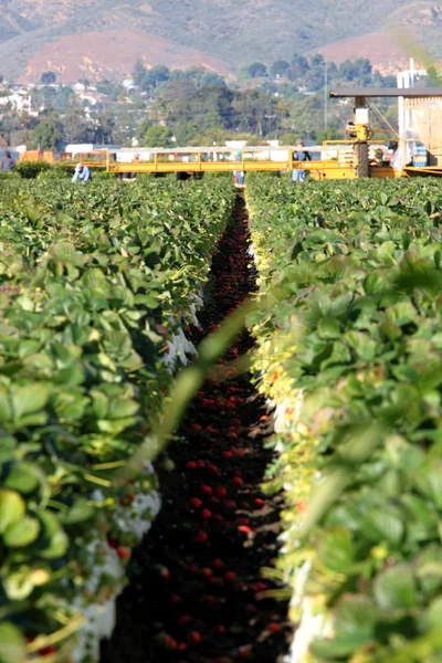 Campo de Morango — Fotografia de Stock