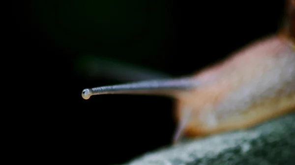 Caracol — Fotografia de Stock