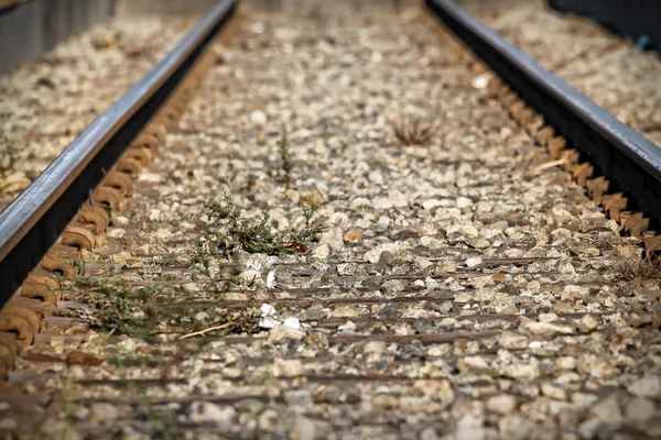 Tren çiviler — Stok fotoğraf