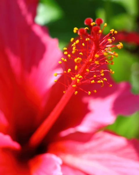 Hibisco —  Fotos de Stock