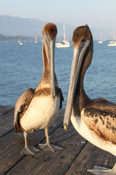 Kalifornien pelikaner — Stockfoto