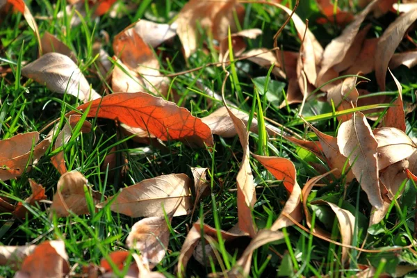 Laub und Gras — Stockfoto