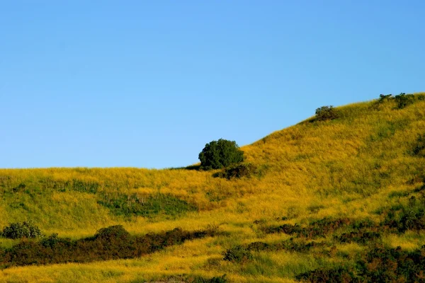 Горчичная трава — стоковое фото