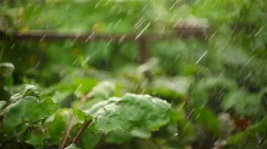 büyük bitkiler üzerine düşen yağmur damlaları