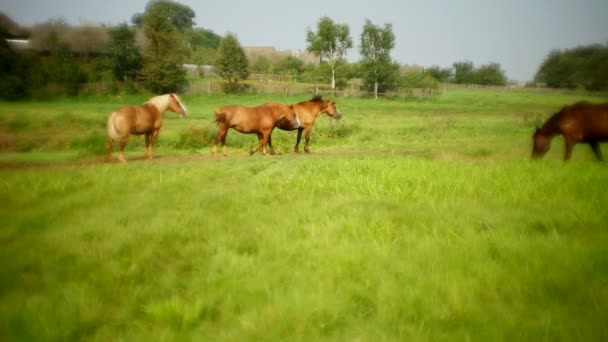 4 頭の馬が牧草地に放牧 — ストック動画