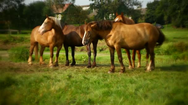 Quatre chevaux broutant dans la prairie — Video