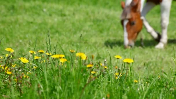 Horse grazing in the meadow — Stock Video