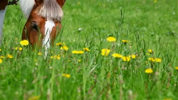 Horse grazing in the meadow — Stock Video