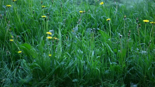 Man mowing grass — Stock Video