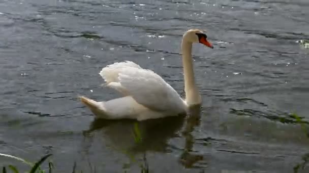 Cisne en el lago — Vídeo de stock