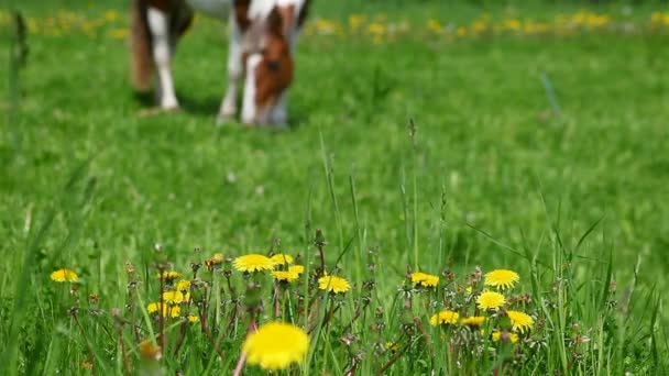 Horse grazing in the meadow — Stock Video