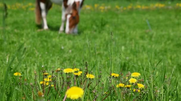 Cavallo al pascolo nel prato — Video Stock