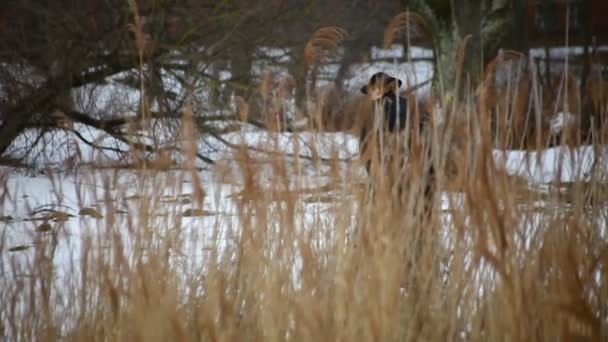 Priester gaan naar de tempel — Stockvideo