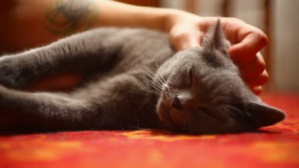 Hombre acariciando un gato — Vídeo de stock