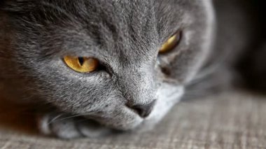 İngiliz kedi gözleri iri portakal ile