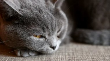 İngiliz kedi kanepe ve uyku yalan