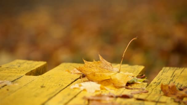 Осенний кленовый лист лежит на скамейке — стоковое видео