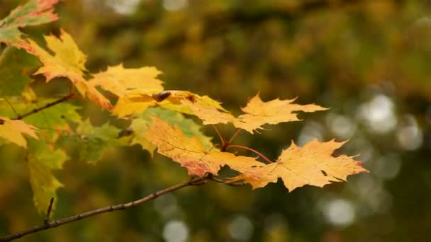 Branche de feuilles d'érable d'automne 