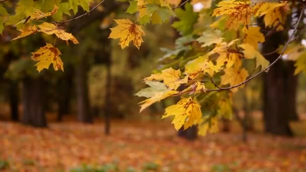 Branch of maple autumn leaves — Stock Video