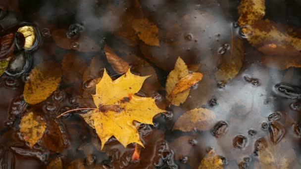 Fall leaves falling into the pond. — Stock Video