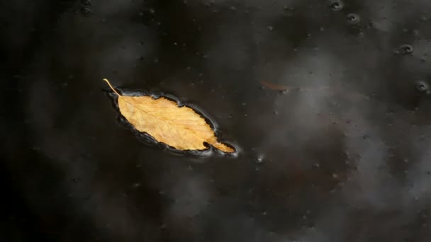 Φθινοπωρινό φύλλο που επιπλέει στο νερό. — Αρχείο Βίντεο