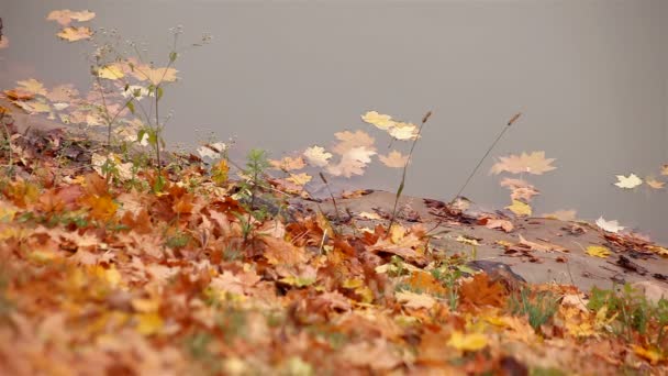 Autumn maple leaves floating on the river — Stock Video