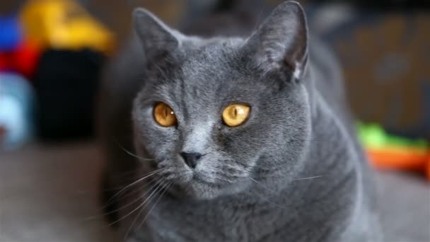 Británica crianza de gato juega con un juguete — Vídeo de stock