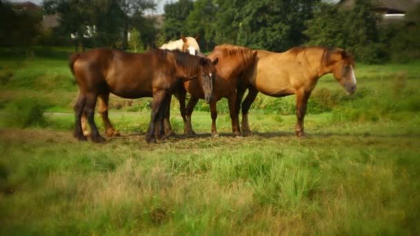 Quatre chevaux broutant dans la prairie 