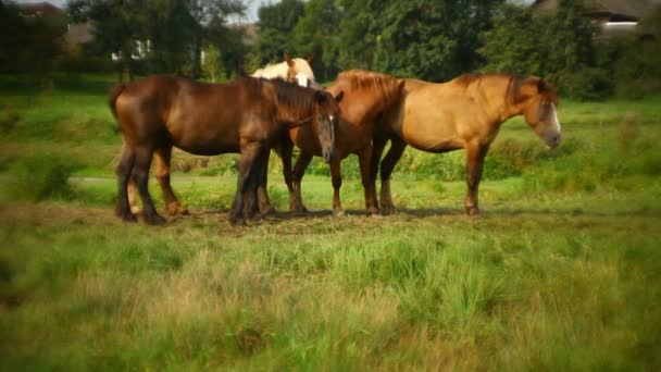 Quatre chevaux broutant dans la prairie — Video